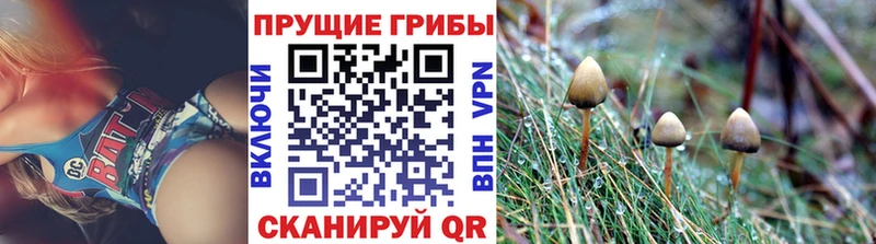 Купить где  Шали  Псилоцибиновые грибы MAGIC MUSHROOMS 